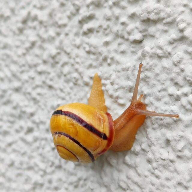 Hey Schnecke
.
.
.
.
.
#instagood #nature #photography #travel #followme #like4like #tagsforlikes #instalike #instamood #nofilter #switzerland #schweiz #swiss #suisse #photooftheday #picoftheday #beautiful #landscape #swissalps #summer #myswitzerland #inlovewithswitzerland #wanderlust #alps #hiking #happy #travelphotography #europe #naturephotography #visitswitzerland